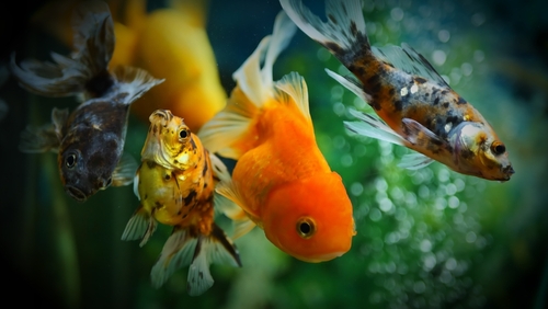 Cómo saber si un pescado es hembra, macho o está embarazada