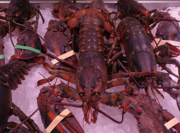 Cómo cocer bogavantes correctamente Cómo cocer bogavante