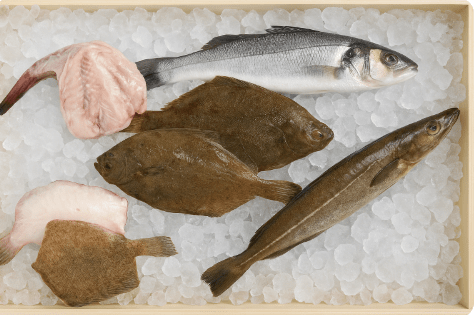Comprar pescados del Cantábrico: frescura y sabor directo a tu mesa Pescados del Cantábrico online de Cetárea Burela